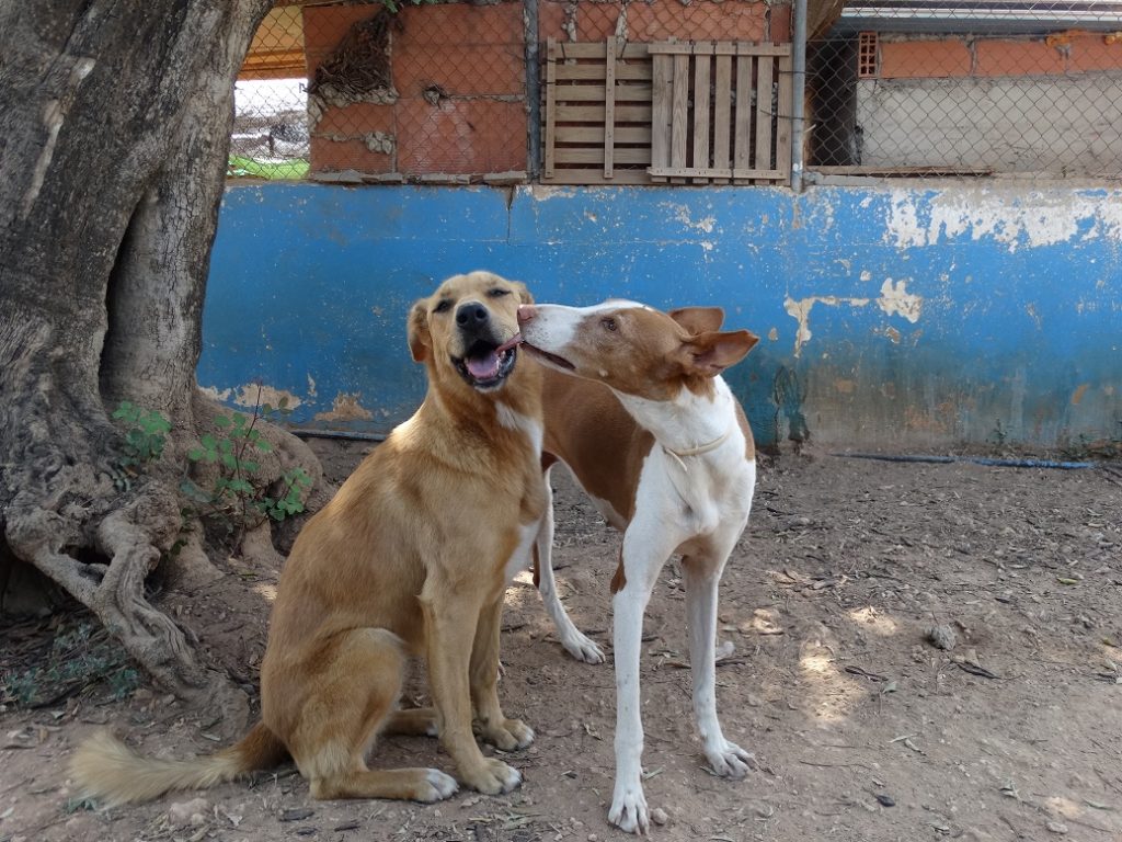 El perro es el mejor amigo del hombre