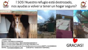 Ayuda protectora de animales en valencia