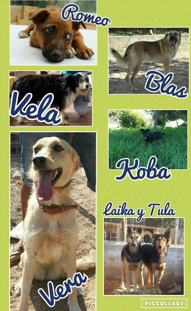 ROMEO. BLAS. KOBA. VELA. LAIKA. TULA. VERA