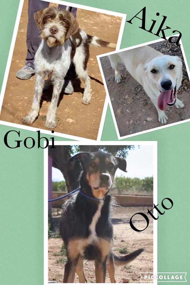 AIKA. GOBI. OTTO