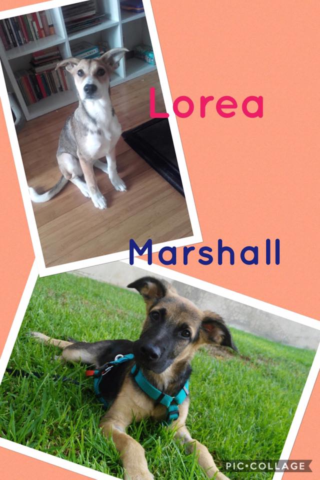 LOREA. MARSHALL