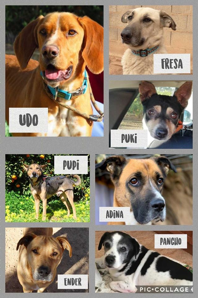 UDO, FRESA, ADINA, PANCHO, PUKI, ENDER, PUPI