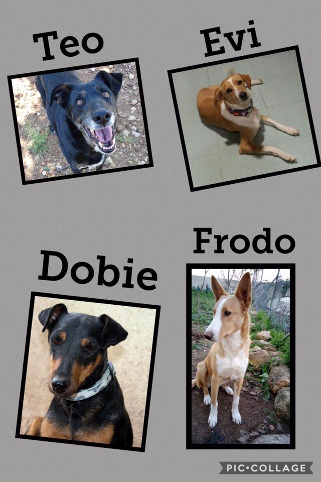 TEO. EVI. DOBIE. FRODO