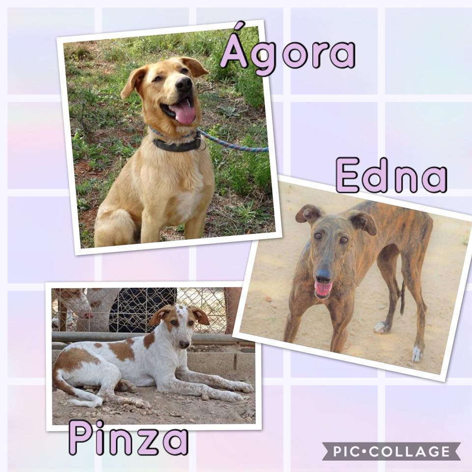 AGORA. EDNA. PINZA