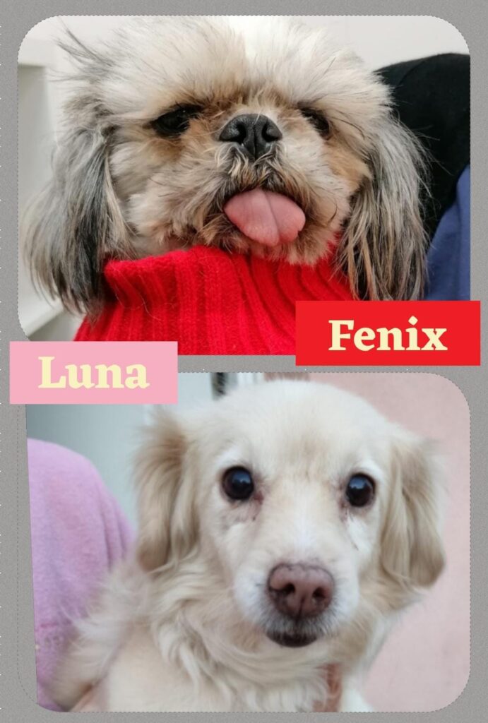 LUNA, FENIX