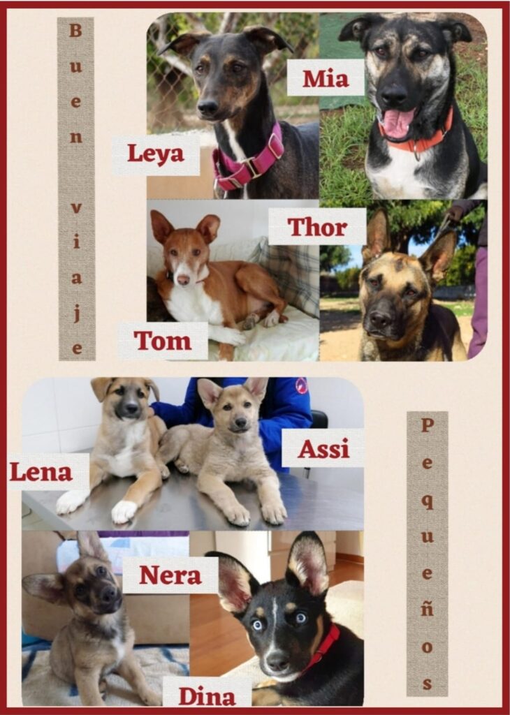 LEYA,THOR,TOM,MIA,LENA,NERA,ASSI,DINA