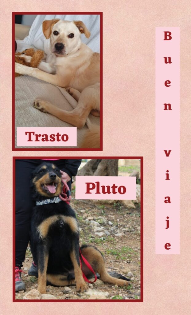 PLUTO, TRASTO