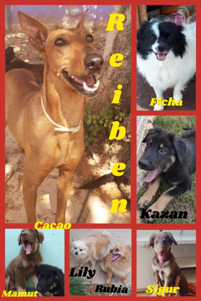 REYBEN,MAMUT,CACAO,FICHA,LILY,RUBIA,SIGUR