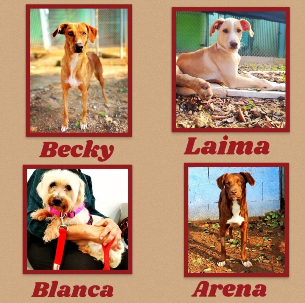 ARENA,LAIMA,BEKY,BLANCA