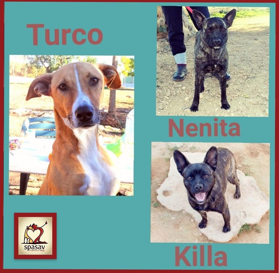 TURCO, KILLA Y NENITA