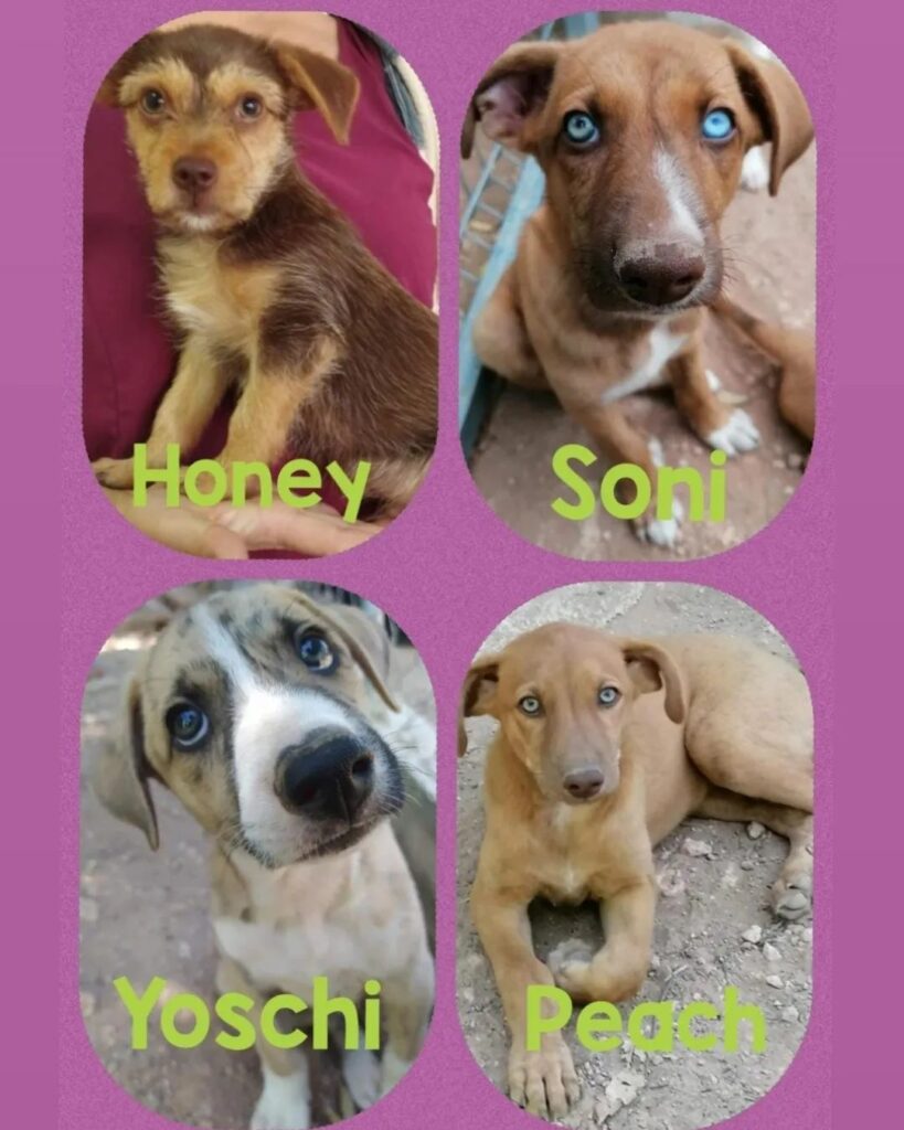 SONI, PEACH, YOSHI,HONEY