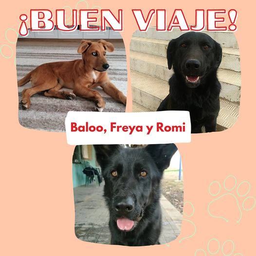 FREYA,ROMI,BALOO