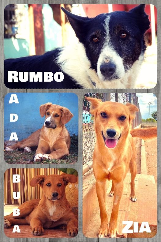 RUMBO,ZIA,BUBA,ADA