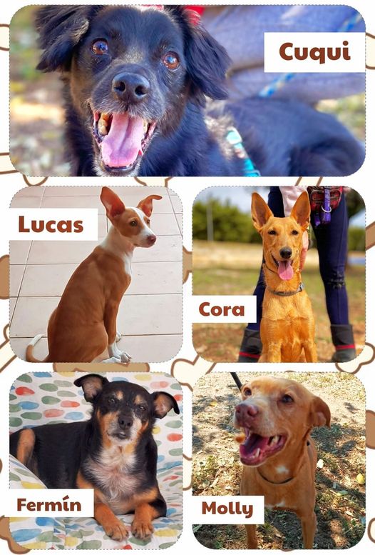 CORA, MOLLY,CUQUI, LUCAS Y FERMIN